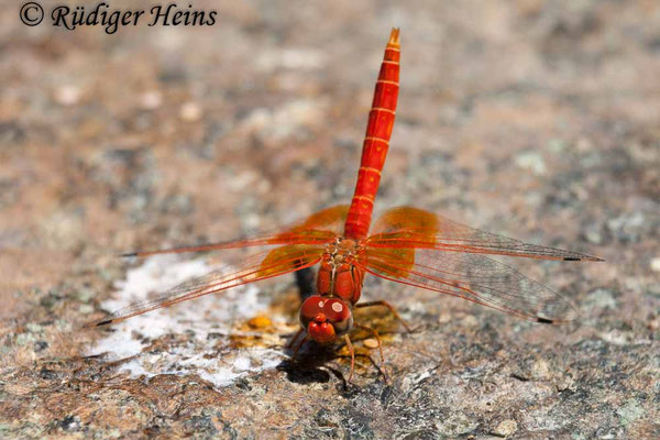 Trithemis kyrbii (Gefleckter Sonnenzeiger) Männchen