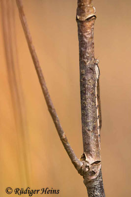 Gemeine Winterlibelle (angeschmiegt sitzendes Weibchen), 13.11.2023 - Makroobjektiv 180mm f/3.5