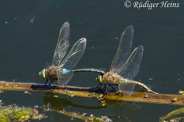 Anax parthenope, Kleine Königslibelle, Eiablage 