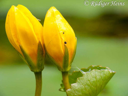 Nymphoides peltatum (Seekanne)