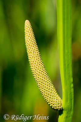 Acorus calamus (Kalmus), 29.6.2018