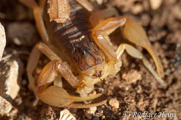 Buthus occitanus (Feldskorpion)