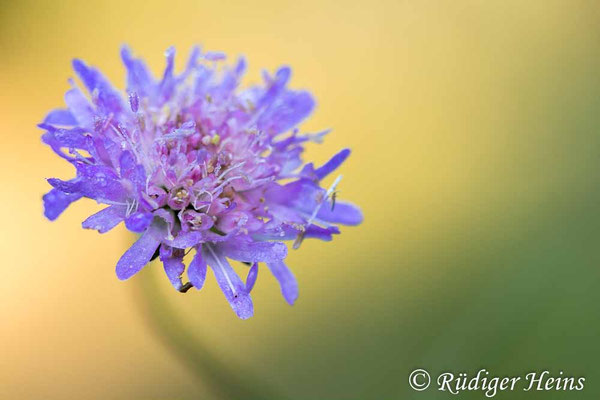 Knautia arvensis, Acker-Witwenblume