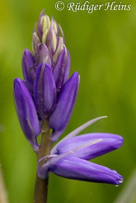 Hyacinthoides non-scripta (Atlantisches Hasenglöckchen), 12.5.2013