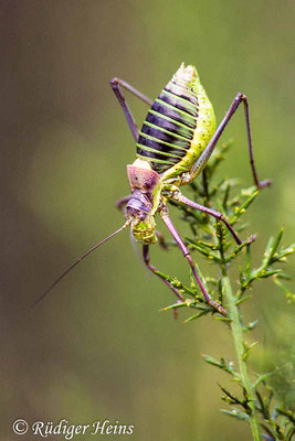 Ephippiger diurnus (Steppen-Sattelschrecke) Männchen, 19.9.1986 (Scan vom Dia)