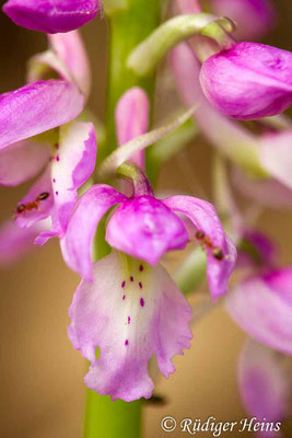 Orchis mascula (Männliches Knabenkraut), 4.5.2013