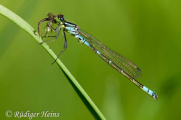 Coenagrion lunulatum (Mond-Azurjungfer) Männchen, 18.5.2017