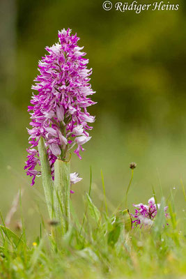 Orchis militaris (Helm-Knabenkraut), 4.6.2014