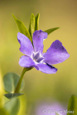 Vinca minor (Kleines Immergrün), 16.4.2021