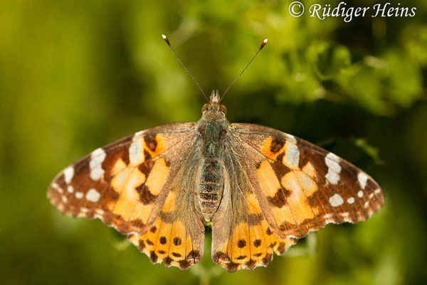 Vanessa cardui (Distelfalter), 14.6.2019