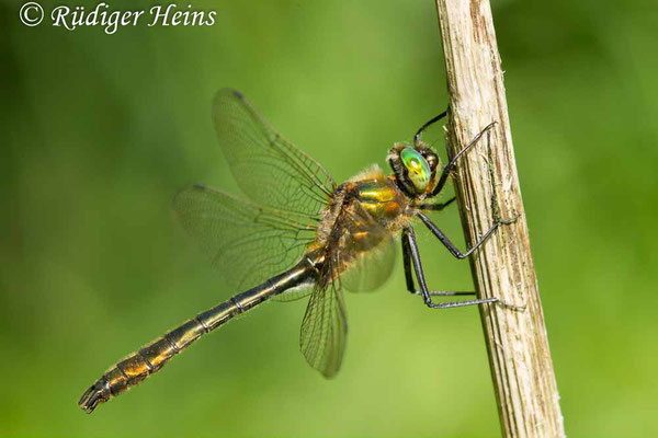 Cordulia aenea (Falkenlibelle) Männchen, 21.5.2017