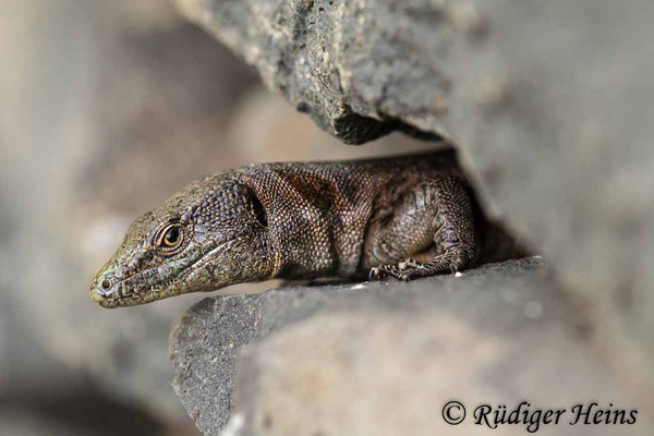 Teira dugesii (Madeira-Eidechse), 3.10.2021