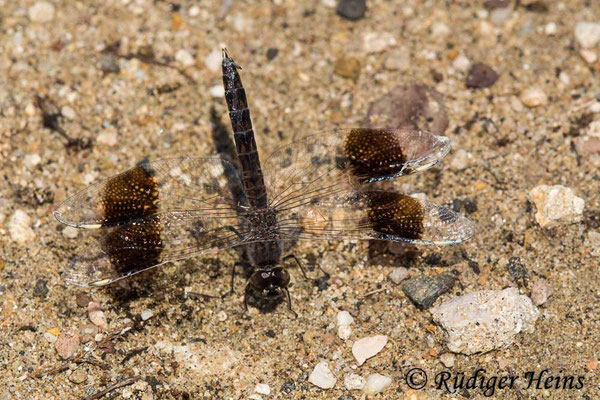 Brachythemis impartita, Treuer Kurzpfeil, Männchen