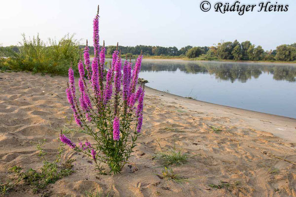 Gewöhnlicher Blutweiderich (Lythrum salicaria), 20.8.2024 - Weitwinkelzoom 16-35mm f/4