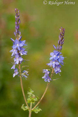 Veronica teucrium (Großer Ehrenpreis), 18.5.2012