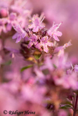 Thymus serpyllum (Sand-Thymian), 14.7.2020