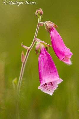 Digitalis purpurea (Roter Fingerhut), 11.7.2017