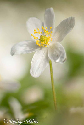 Buschwindröschen (Anemone nemorosa), 8.4.2024 - Telefogar 90mm f/3.5