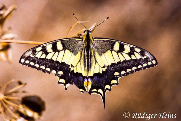 Papilio machaon (Schwalbenschwanz), 9.8.1985 (Scan vom Dia)