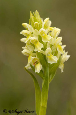 Dactylorhiza ochroleuca (Blaßgelbe Fingerwurz), 4.6.2014