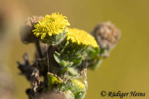 Pulicaria vulgaris (Kleines Flohkraut)
