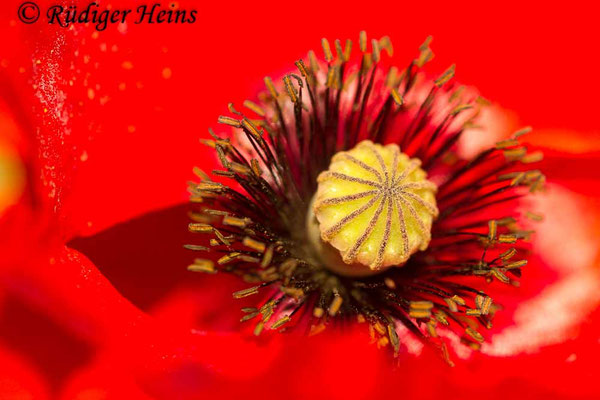 Papaver rhoeas, Klatschmohn