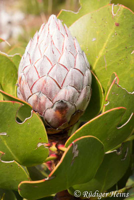 Protea cynaroides (Königsprotea), 15.1.2019