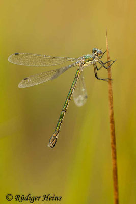 Lestes dryas (Glänzende Binsenjungfer) Weibchen, 1.8.2016