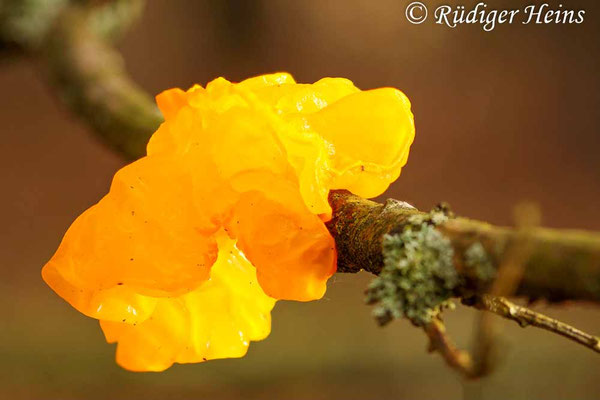 Goldgelber Zitterling (Tremella mesenterica), 19.12.2016 (Stack aus 13 Fotos)