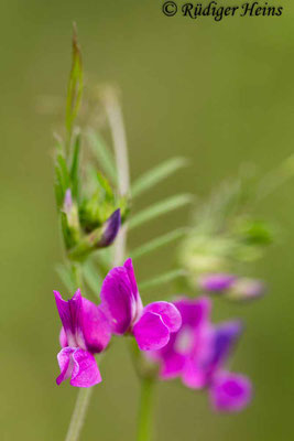 Vicia sativa (Futterwicke)