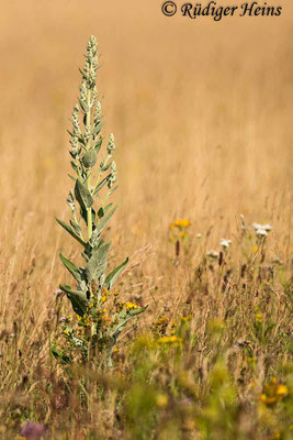 Verbascum lychnitis (Mehlige Königskerze), 28.7.2021 - Telezoom 150-600mm f/5-6,3