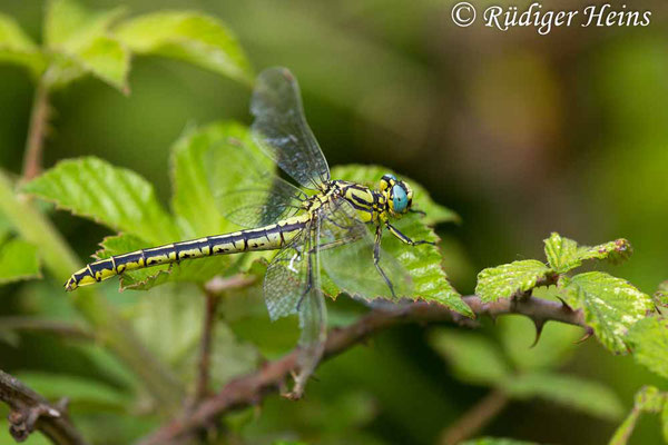 Gomphus simillimus (Gelbe Keiljungfer) Weibchen, 22.6.2017