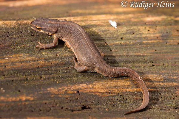 Lissotriton vulgaris (Teichmolch) Landtracht, 11.3.2007