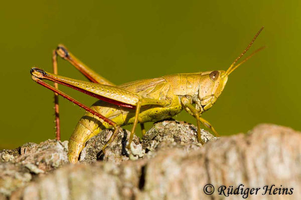 Chrysochraon dispar (Große Goldschrecke) Eiablage, 12.8.2012