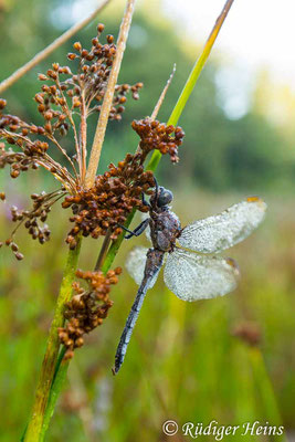 Orthetrum coerulescens (Kleiner Blaupfeil) Männchen, 21.8.2023