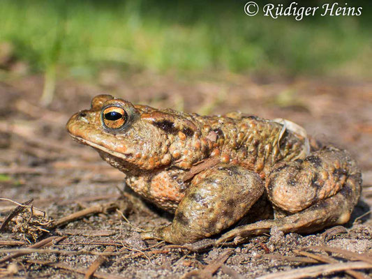 Bufo bufo (Erdkröte) Männchen, 2.4.2025