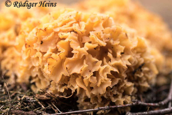 Sparassis crispa (Krause Glucke oder Fette Henne), 28.10.2020