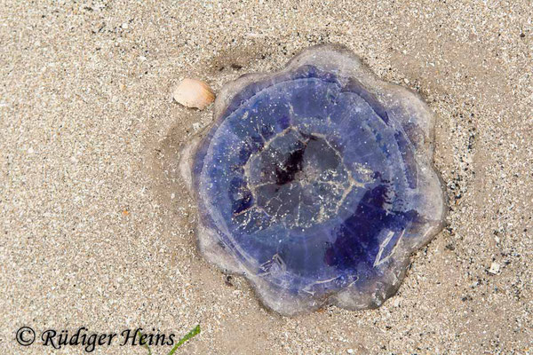 Cyanea lamarckii (Blaue Nesselqualle), 18.7.2008