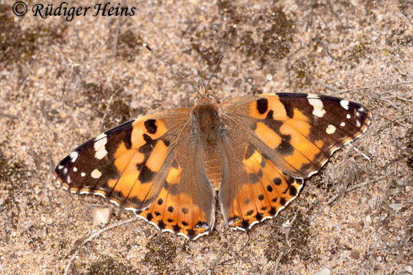 Vanessa cardui (Distelfalter), 11.7.2009