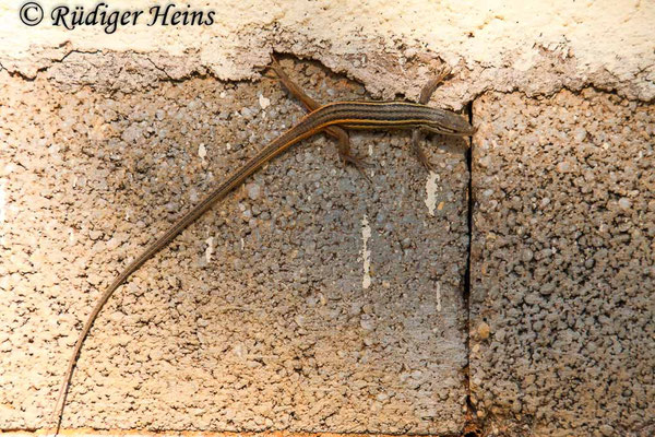 Psammodromus algirus (Algerischer Sandläufer)