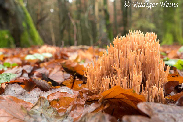 Ramaria sp. (Korallenpilz), 7.12.2019