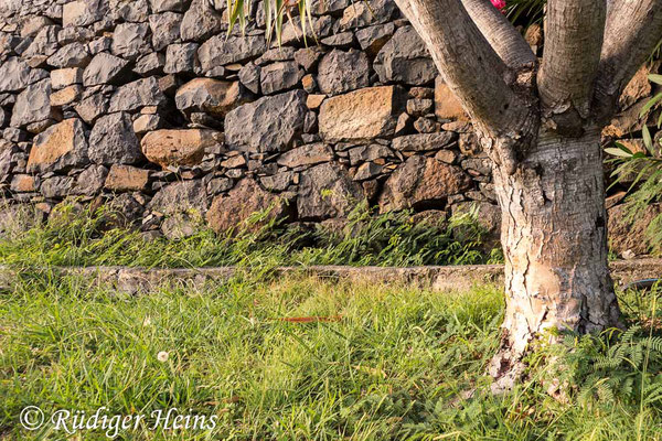 Teira dugesii (Madeira-Eidechse) Habitat, 10.10.2021