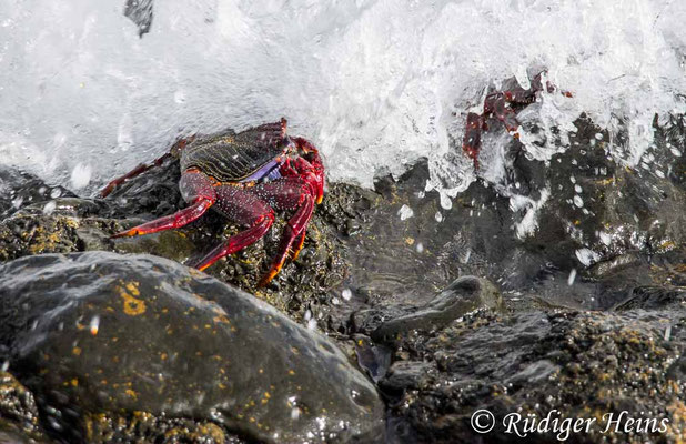 Rote Felsenkrabbe, Grapsus adscensionis