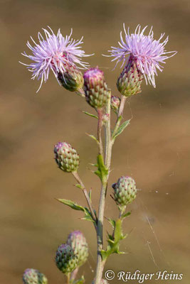 Cirsium arvense (Acker-Kratzdistel), 4.8.2013