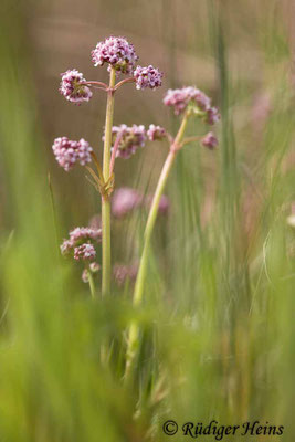 Valeriana dioica, Kleiner Baldrian