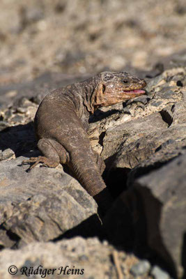 Gallotia stehlini (Gran-Canaria-Rieseneidechse) Männchen