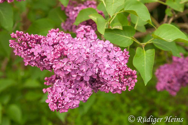 Syringa vulgaris (Gemeiner Flieder), 3.5.2009