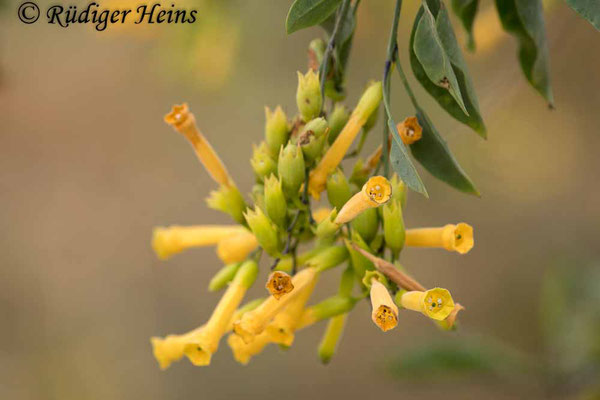 Nicotiana glauca (Blaugrüner Tabak), 17.5.2024