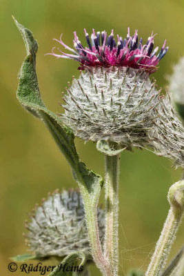 Arctium tomentosum (Filz-Klette), 28.7.2013