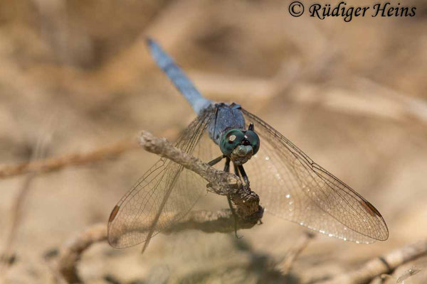 Orthetrum coerulescens anceps (Südöstlicher Kleiner Blaupfeil) Männchen, 3.10.2017